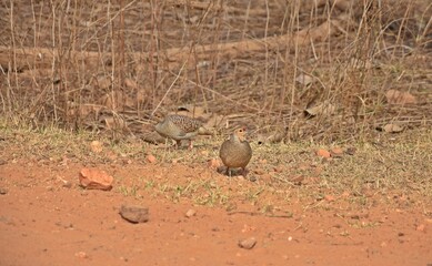 partridge