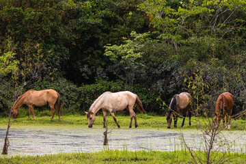 Obraz na płótnie Canvas Cavalos pastando no Pantanal do Maribus