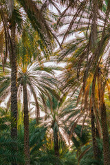 Palm trees in Nizwa, Oman.