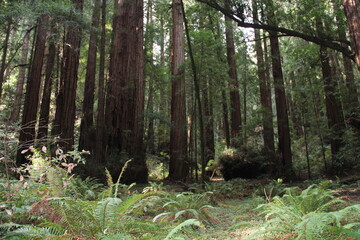 Tall redwood trees in Muir Woods National Monument, Marin, California.