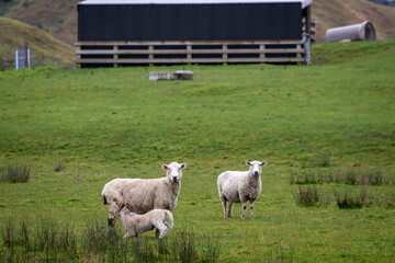 Sheep and lambs, in a paddock, Pouawa, near Gisborne, New Zealand