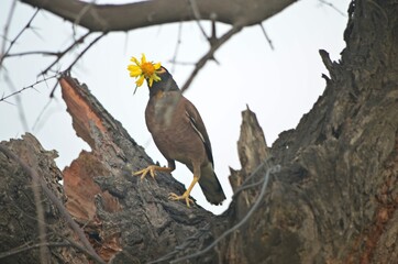 myna
