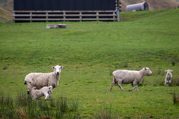 Sheep and lambs, in a paddock, Pouawa, near Gisborne, New Zealand