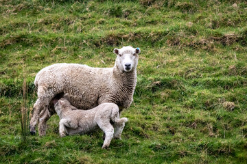 Sheep and lambs, in a paddock, Pouawa, near Gisborne, New Zealand