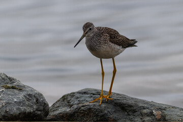 A greater yellow legs seabird walking along the shoreline of a saltwater beach. The ocean beach is covered in seaweed and the small lanky shorebird has a long neck and slightly upturned bill. 