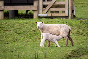 Sheep and lambs, in a paddock, Pouawa, near Gisborne, New Zealand