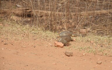 partridge