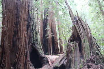 Redwood trees in Muir Woods National Monument, Marin, California.