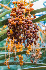 Dates on a date palm tree in Nizwa, Oman.