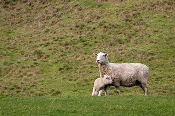 Sheep and lambs, in a paddock, Pouawa, near Gisborne, New Zealand