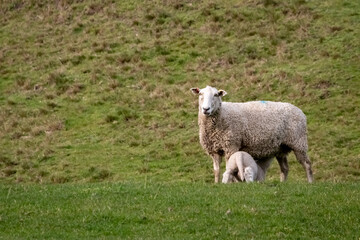 Sheep and lambs, in a paddock, Pouawa, near Gisborne, New Zealand