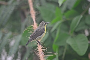 sunbird