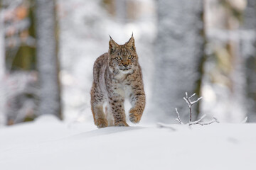 Naklejka na ściany i meble Lynx in winter. Young Eurasian lynx, Lynx lynx, walks in snowy beech forest. Beautiful wild cat in nature. Animal with spotted orange fur. Beast of prey in frosty day. Habitat Europe, Asia.