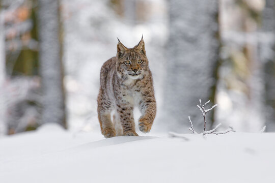Lynx in winter. Young Eurasian lynx, Lynx lynx, walks in snowy beech forest. Beautiful wild cat in nature. Animal with spotted orange fur. Beast of prey in frosty day. Habitat Europe, Asia.