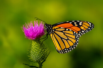 A beautiful Monarch Butterfly (Danaus plexippus) perched on a thistle blossom. 