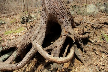 Fototapeta na wymiar Swirly roots in Raymondskill Falls. Pennsylvania. 