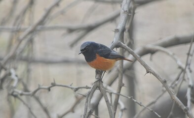 black redstart