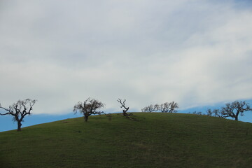 Obraz na płótnie Canvas Green hills with trees on top.