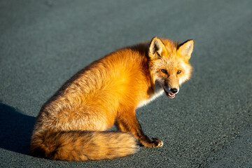 A cute young wild true red fox stands on all four paws attentively staring ahead as it hunts. It has a sharp piercing stare, orange soft fluffy fur and a long red tail with a white patch at the end.
