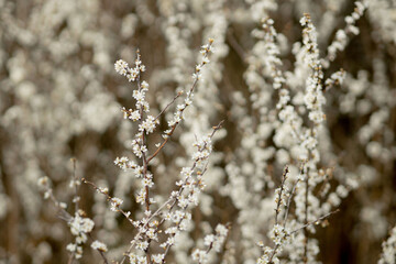 Fielding white flowers blooming in a field. Background flowering, selective focus
