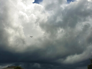 Bird flying away from a building thunderstorm.  Severe weather shows in the deep blue-gray clouds and high tops, even though the sun is still shining through the gaps in the clouds. 
