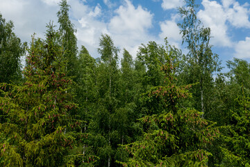 Young growing spruce blossom on a tip of branch spring, beautiful new cones in spruce