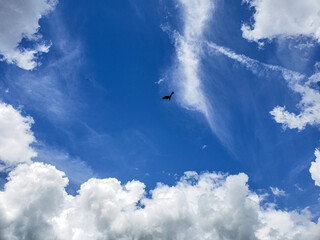 Bird soaring in the sky between clouds.  Clear Blue sky with puffy, white clouds represents freedom and escape.