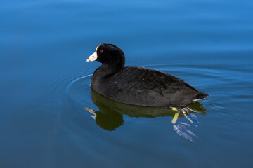 An American Coot, Fulica americana, swims closeup in clear water. Its feet feet are visible below the water, along with its reflection on the surface