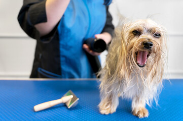 The pet groomer dries dog hair with a hair dryer and combs a Yorkshire Terrier in the Pet Grooming Salon. High quality photo.