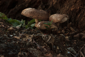 mushroom in the forest