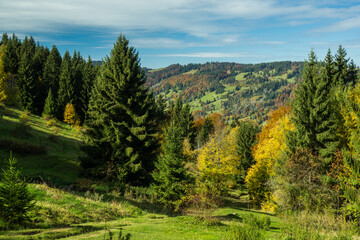 hill meadow and forest in alps