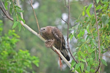 honey buzzard