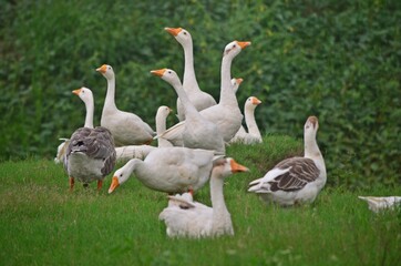 white goose