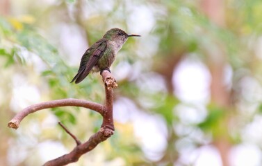 zumbador colibrí