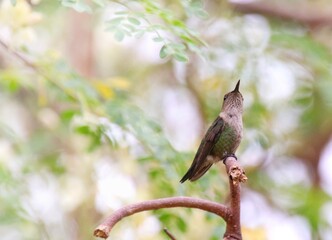 zumbador colibrí © Jess