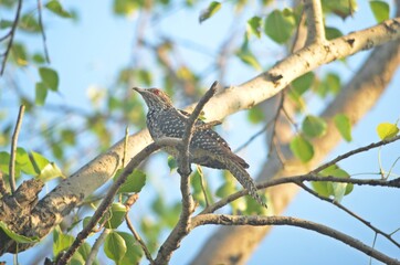 asian cuckoo