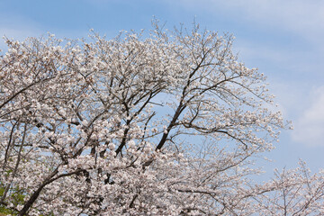 Fototapeta premium 国分城山公園 青空を背景に桜 
