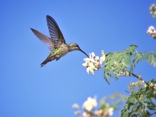 zumbador colibrí