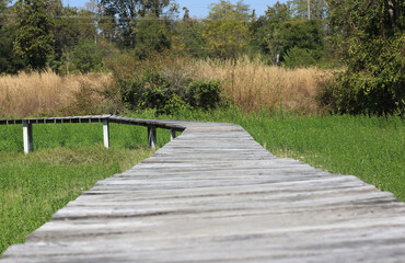 View of a wooden walkway in the natural grass