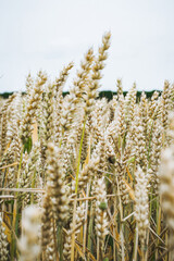 corn field on a cloudy day