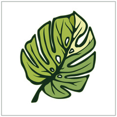 monstera, green tropical leaf, summer plant