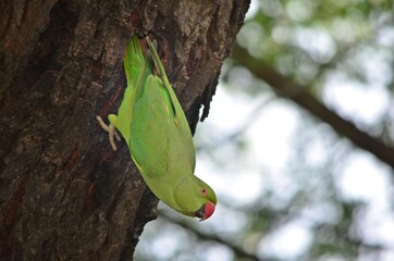 parrot