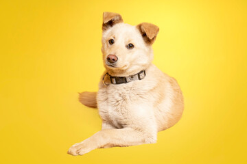 Pies leżący na żółtym tle - obrazy, fototapety, plakaty