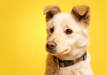 Portret pieska na żółtym tle