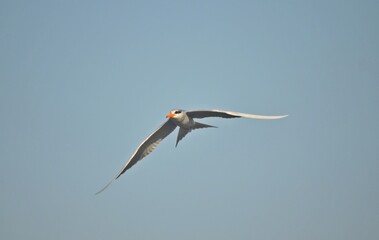 common tern