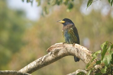 Great barbet