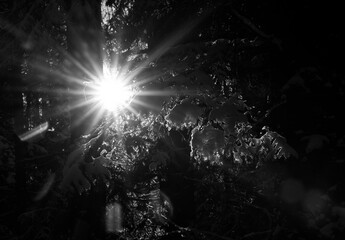  Bright sunburst through trees with snow in black and white.