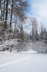 Winter ski trail with blue sky.