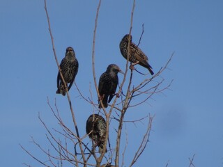 Common Starling Birds in Tree
