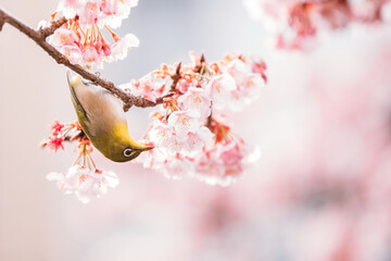 満開の河津桜と鳥